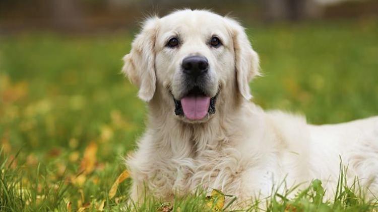 Köpek salyası insanlar için ölümcül mü İnanılmaz açıklama...