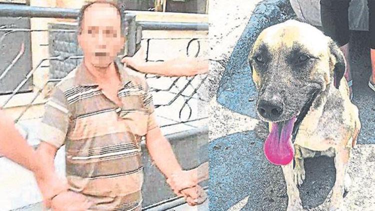 Sokak köpeği sapığı yakalattı 10 yaşındaki çocuğu...