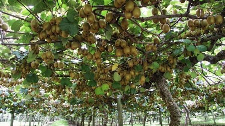 Ordu kivisi marka olma yolunda