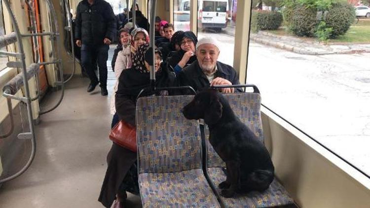 Sokak köpeği, duraktan tramvaya bindi