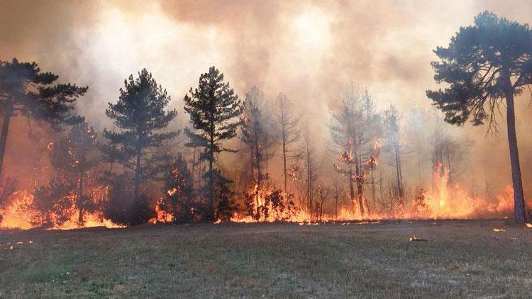3 bin orman yangınının nedeni ihmal ve dikkatsizlik