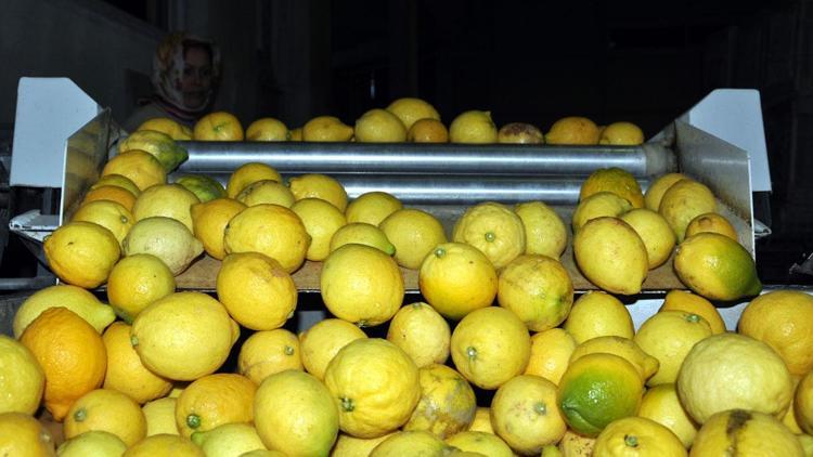 Narenciye grubunda kasım bolluğu yaşandı