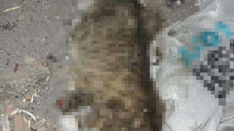 İnşatta bacakları kesik kedi ölüsü bulundu