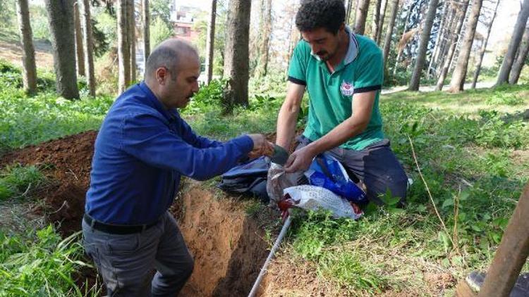 Atatürk Köşkü Ormanlarında böcek istilasıyla kuruyan 456 ağaç kesilecek