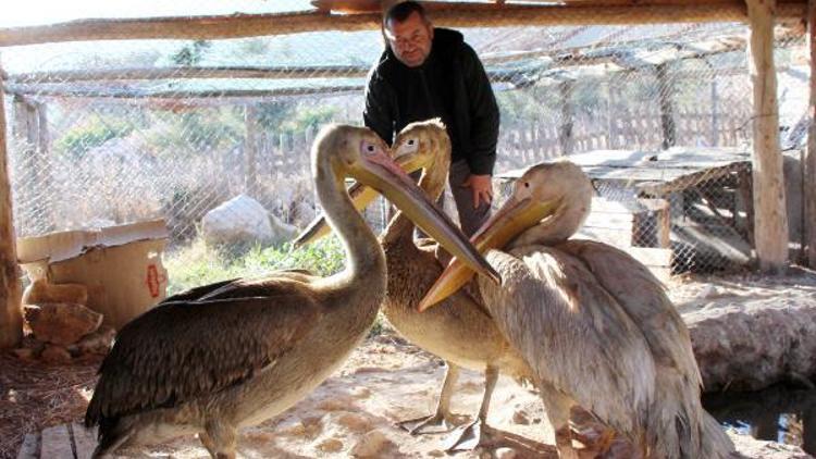 Doğada yaralı ve bitkin bulunan 3 pelikan tedaviye alındı