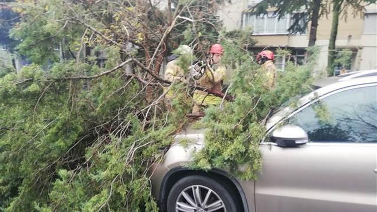 Şiddetli rüzgar yüzünden arabanın üzerine ağaç devrildi
