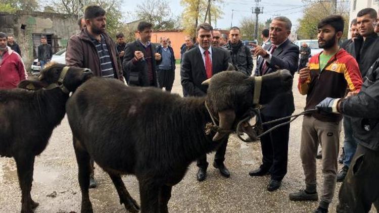 Genç çiftçilere manda dağıtıldı