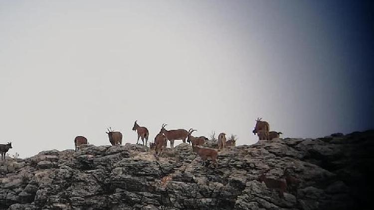 Yaban keçisi envanter çalışması devam ediyor