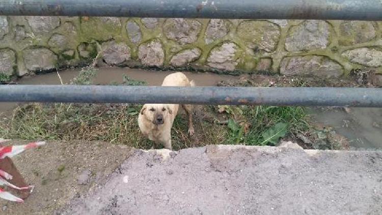 Kanala düşen köpeği zabıta kurtardı