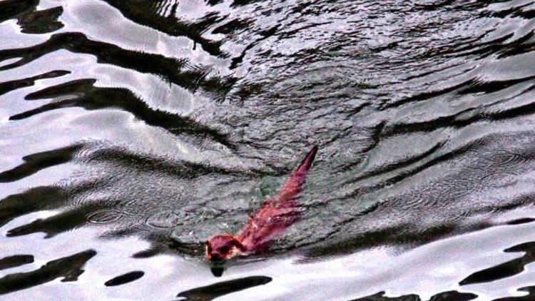 Su samuru balık avlarken drone ile görüntülendi