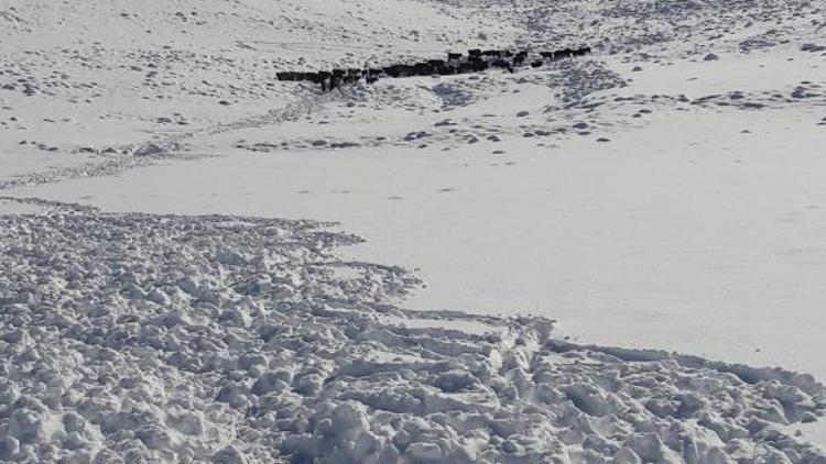 Karda mahsur kalan 100 büyükbaş hayvan kurtarıldı