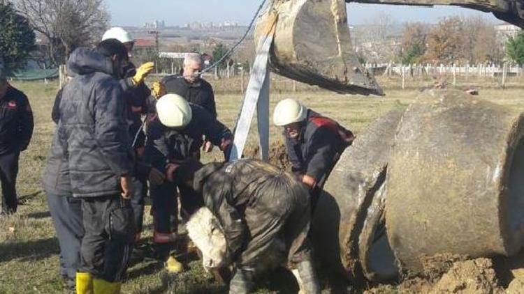 Rögara düşen buzağı kurtarıldı