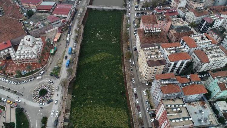 Asi Nehri, su sümbüllerinden temizleniyor