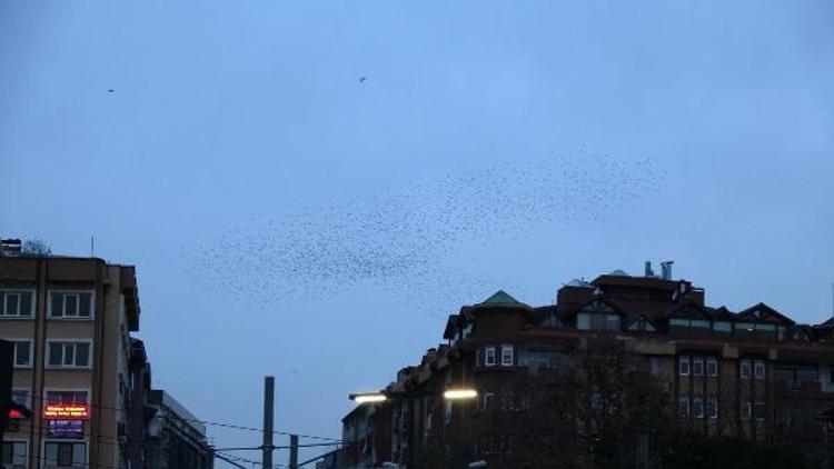 Binlerce sığırcık kuşunun dansı büyüledi