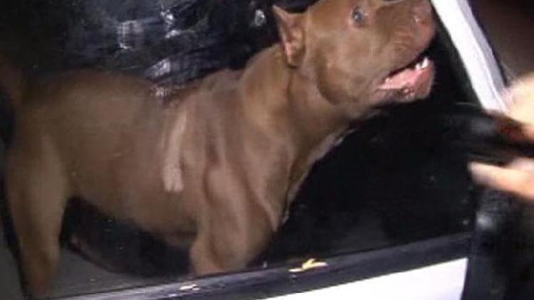 Pitbull besleyene 6 bin 306 lira ceza