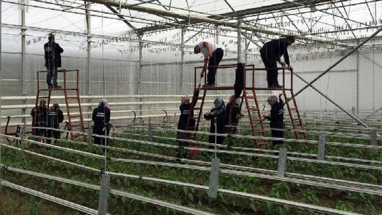 Suriyeli mültecilere serada sebze üretimi eğitimi veriliyor