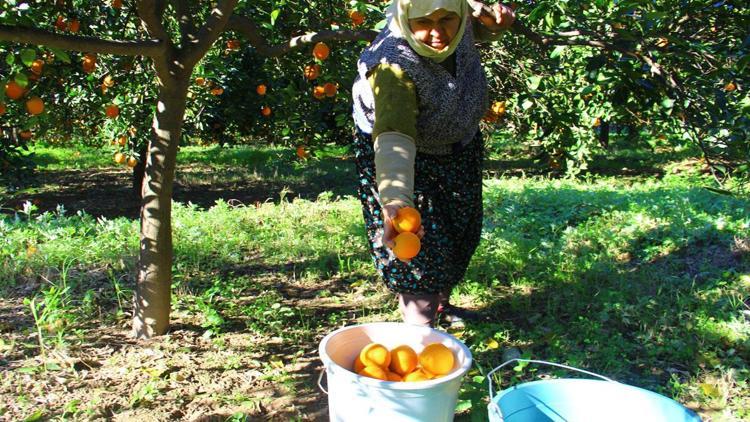 Aydın’da portakal hasadı başladı