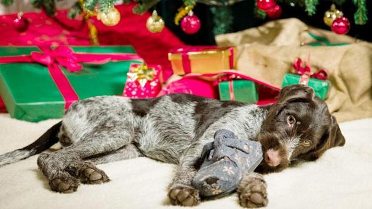 Almanya, Noel’de köpek hediyesini yasakladı