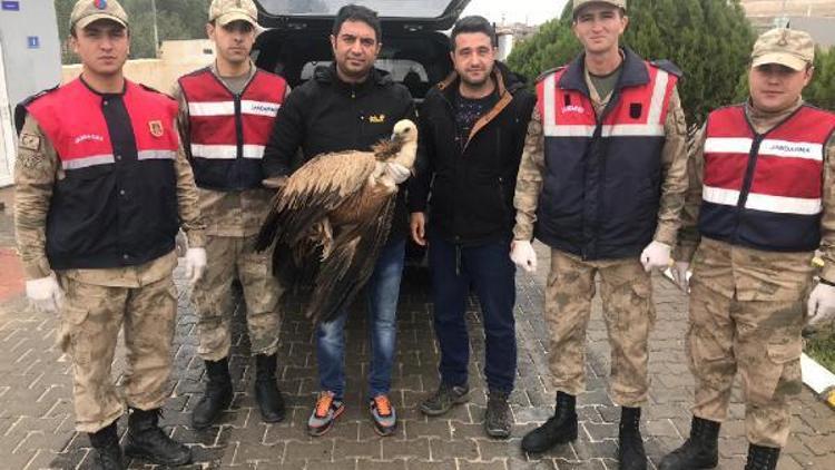 Jandarmanın yaralı halde bulduğu kızıl akbaba, tedaviye alındı