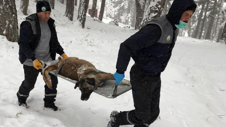 Uludağda donmak üzere olan sokak hayvanları kurtarıldı