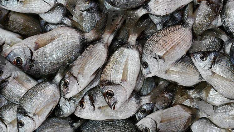 Türkiyeden 64 ülkeye balık ihracatı