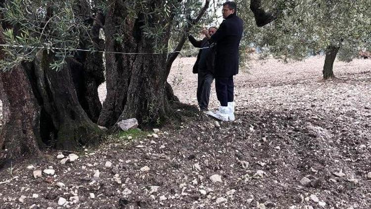 Somadaki 3 zeytin ağacı anıt ağaç statüsüne alınacak