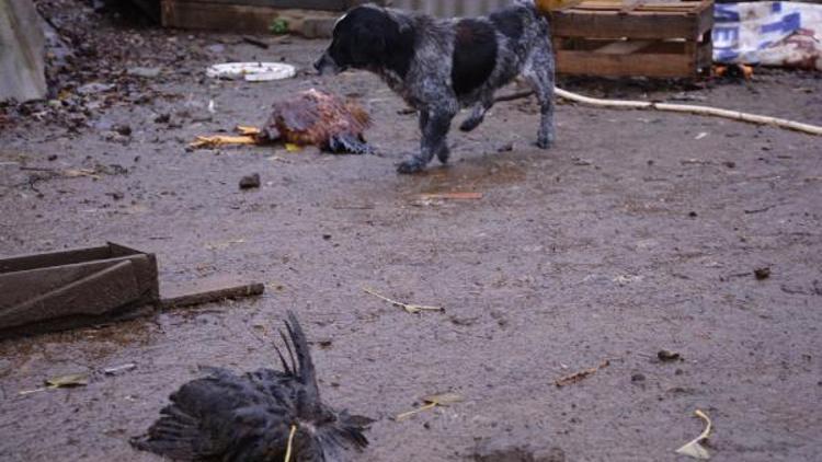 Sinopta hayvan saldırısında 70 tavuk telef oldu