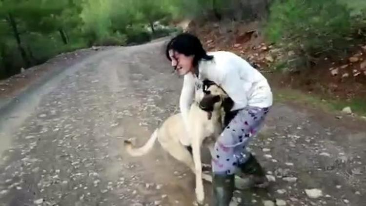 Anestezi uygulanan sokak köpekleri ormana atıldı