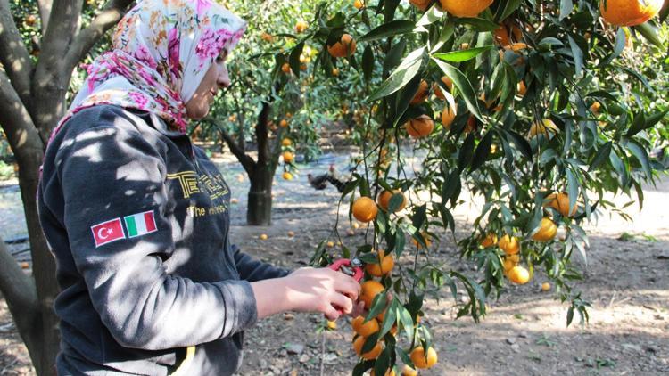 Bodrumda sarı altın hasadı