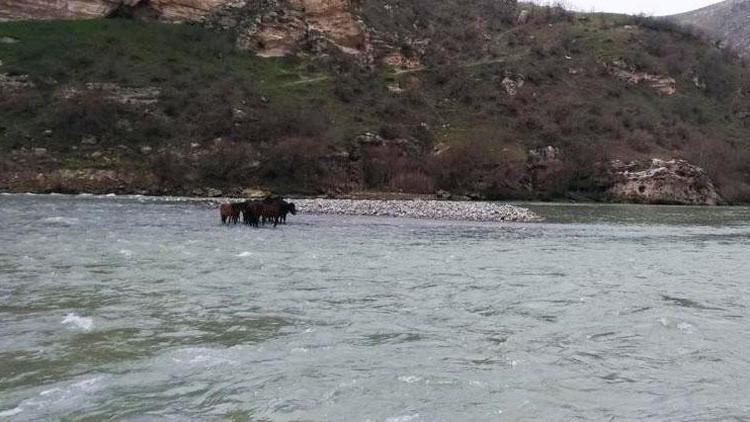 Botan Nehrinde mahsur kalan 10 at kurtarıldı