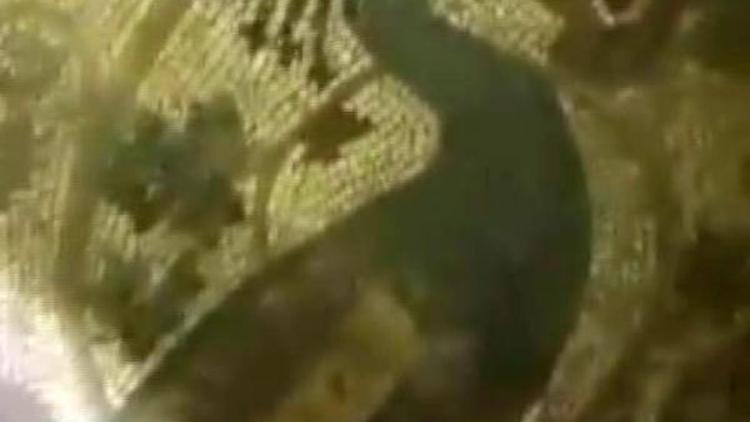 Definecilerin ortaya çıkardığı tavus kuşu mozaiği 1800 yıllık