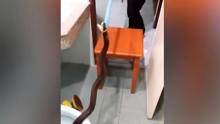 Tuvalette kral kobra  yakalandı