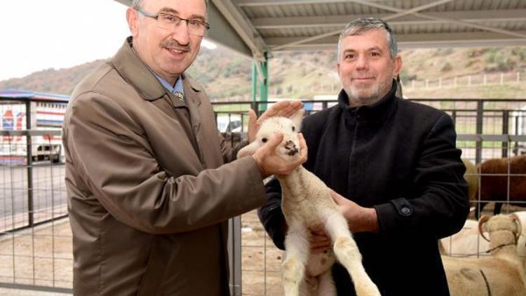 Mustafakemalpaşada Başkan Kurtulan yeni hayvan pazarında incelemelerde bulundu