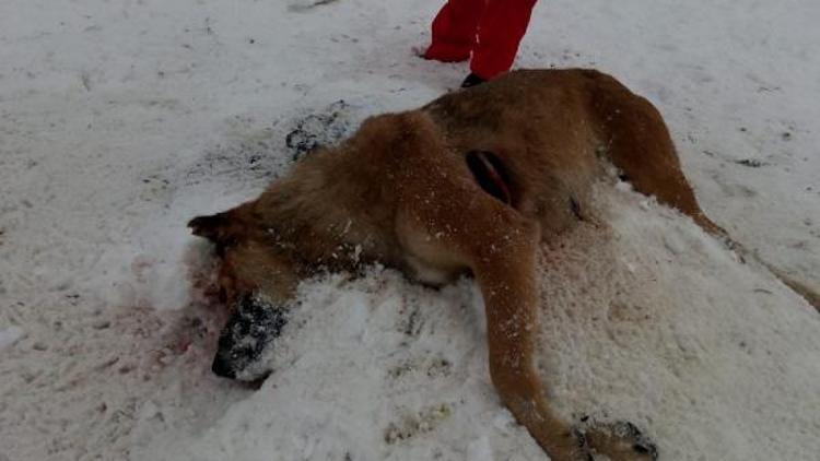 Gümüşhane ve Trabzondaki hayvan katliamlarına tepki