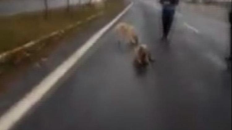 Zabıta ekipleri, yoldaki yaralı köpeği araçlarıyla korudu