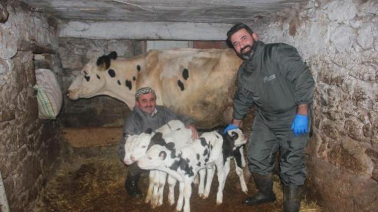İzmirde Siyah Alaca cinsi inek, dördüz buzağı doğurdu