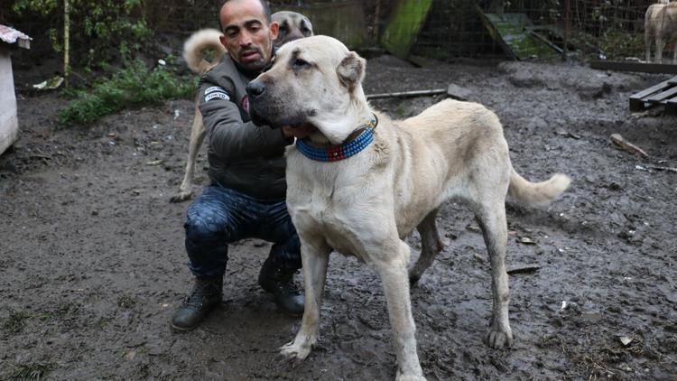 Bu köpeklerin değeri dudak uçuklatıyor