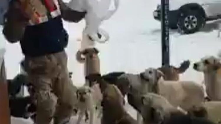 Yaylada aç kalan köpekleri jandarma besliyor