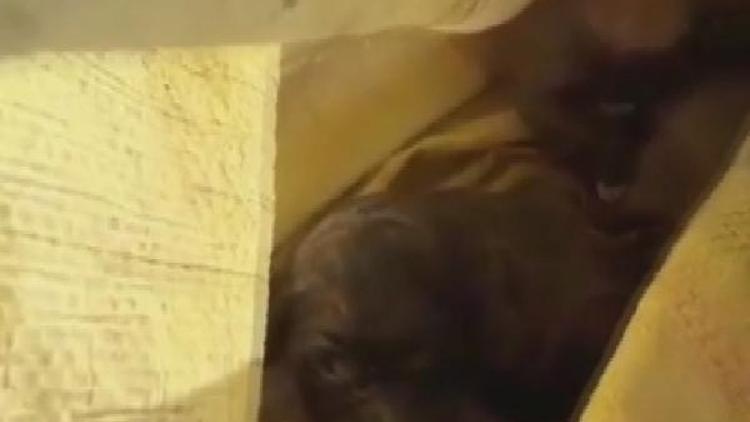 Çuval içinde ölüme terk edilen 5 yavru köpeğe Nazlı annelik yapıyor