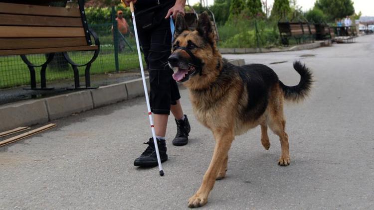 Görme engellilere yardımcı olan özel eğitimli köpeklere ne ad verilir