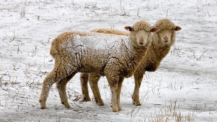 Kardan kaçanları koyunlar yakaladı