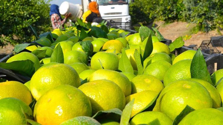 Turunçgillerde en çok mandalina ihracat edildi