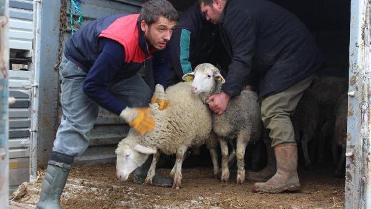 Kırklareli’nde genç çiftçilere 102 küçükbaş hayvan dağıtıldı