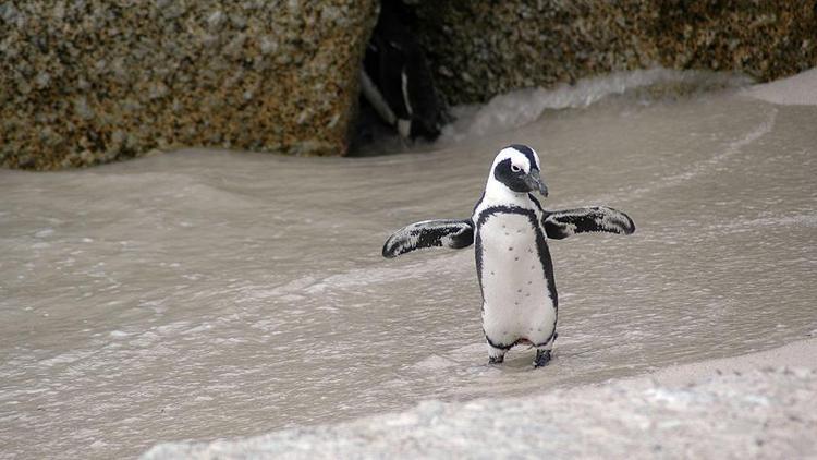 Çok sayıda penguen Güney Amerikada mahsur kaldı