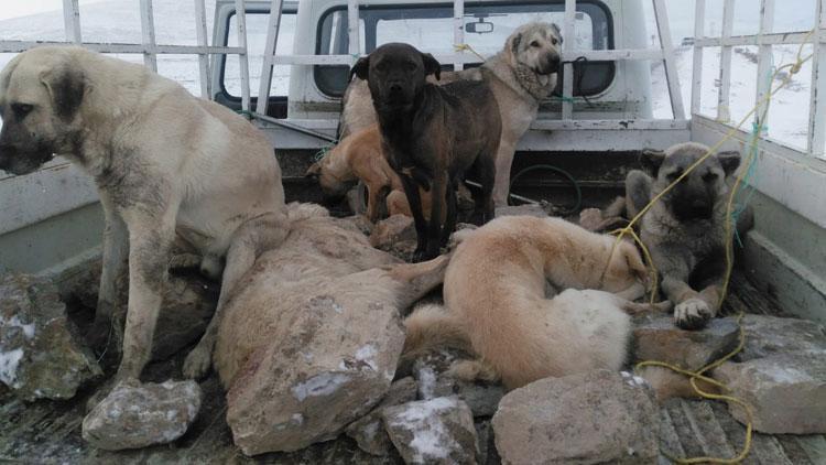 Belediyenin topladığı kayıp köpekler için soruşturma
