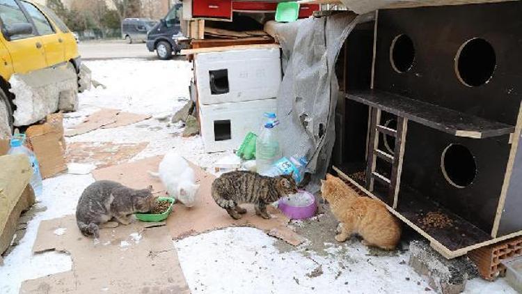Edirne Belediye sokak hayvanları için kedi evi ve köpek kulübesi yaptırdı