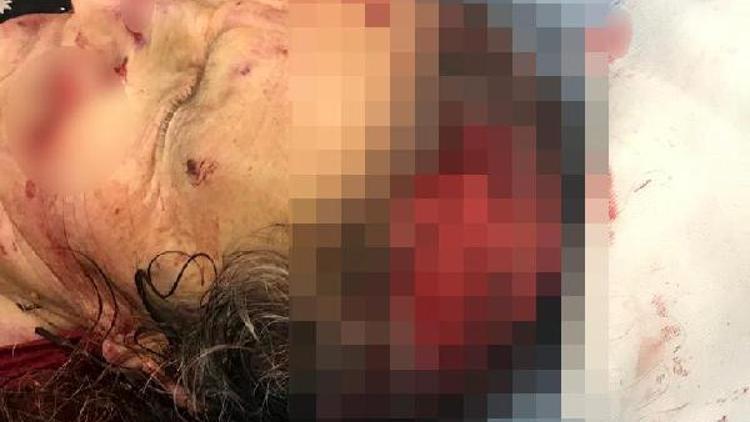 Kırşehirde köpeklerin saldırdığı kadın ağır yaralandı
