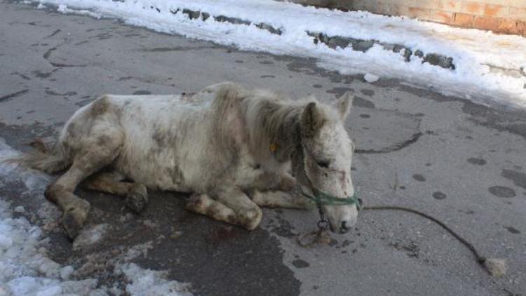 Yaralı halde bulunan at kurtarılamadı