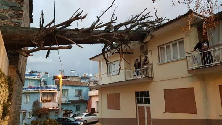 İzmirde anıt ağaç evin çatısına devrildi