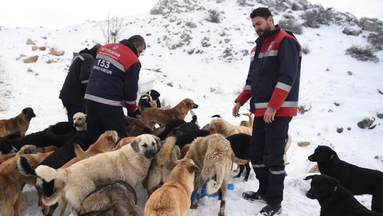 Sokak hayvanları unutulmadı